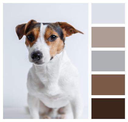 Jack Russell Pet Dog Image